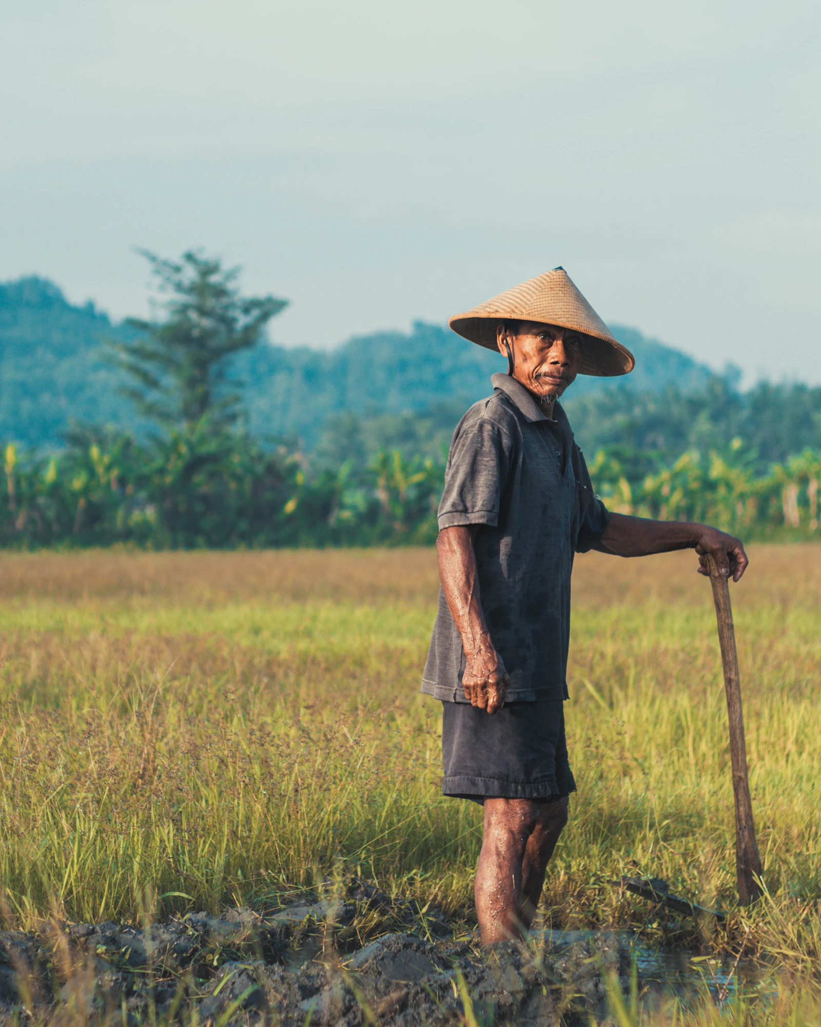 Sustainable mixed farmland in warm natural light (portrait)