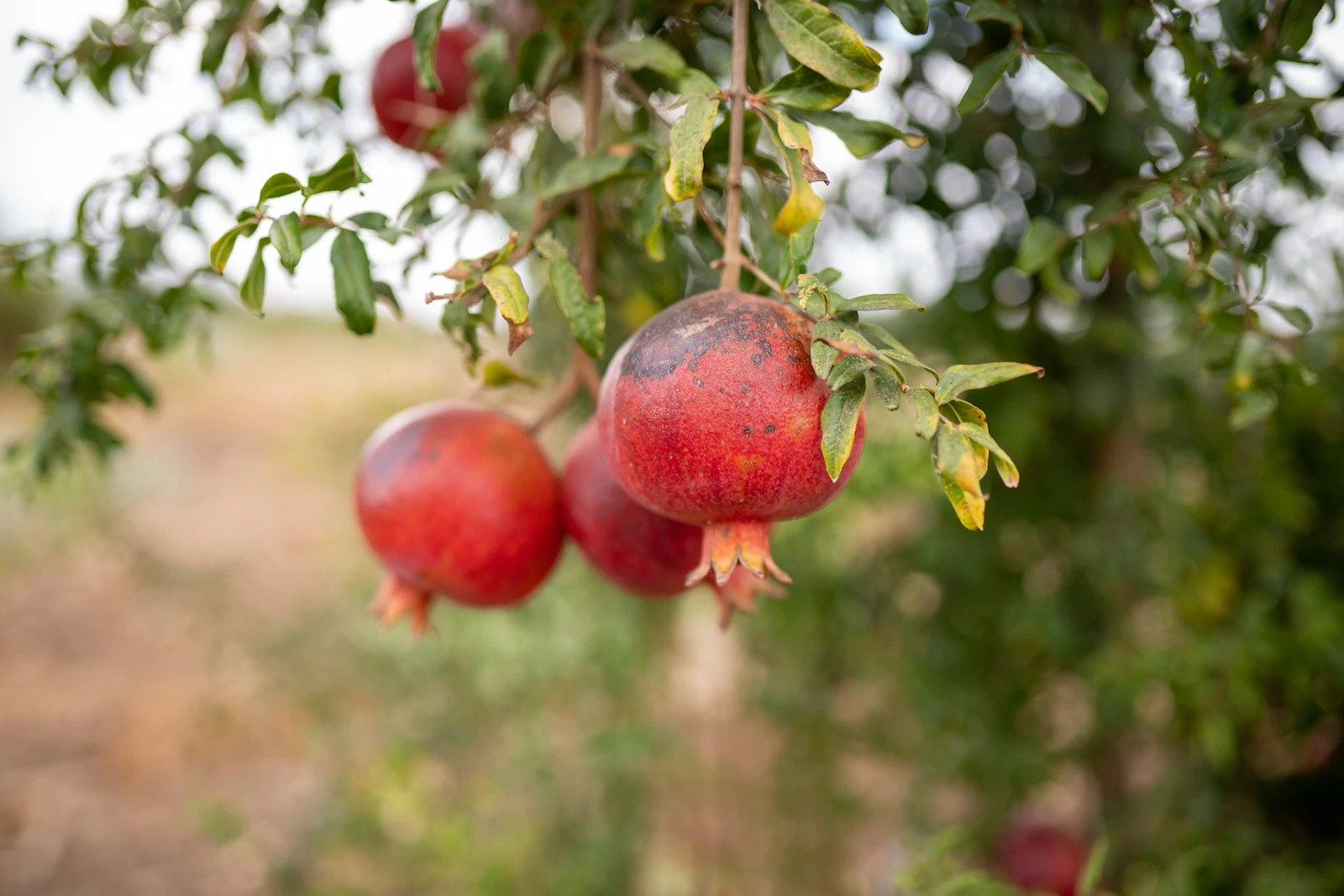 Close view of ripening fruit and healthy foliage in an orchard