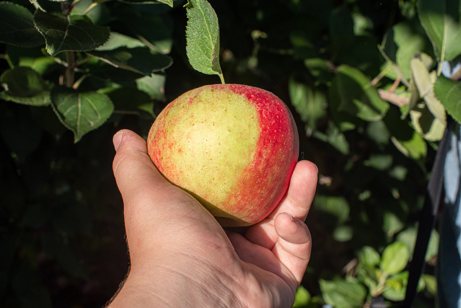 Ripe fruit ready for picking on a productive orchard branch