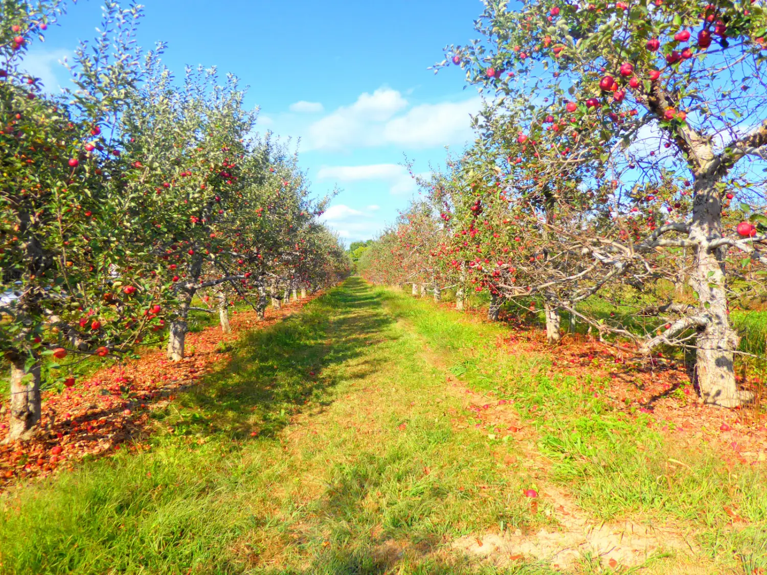 Established fruit plantation with trees in ordered rows