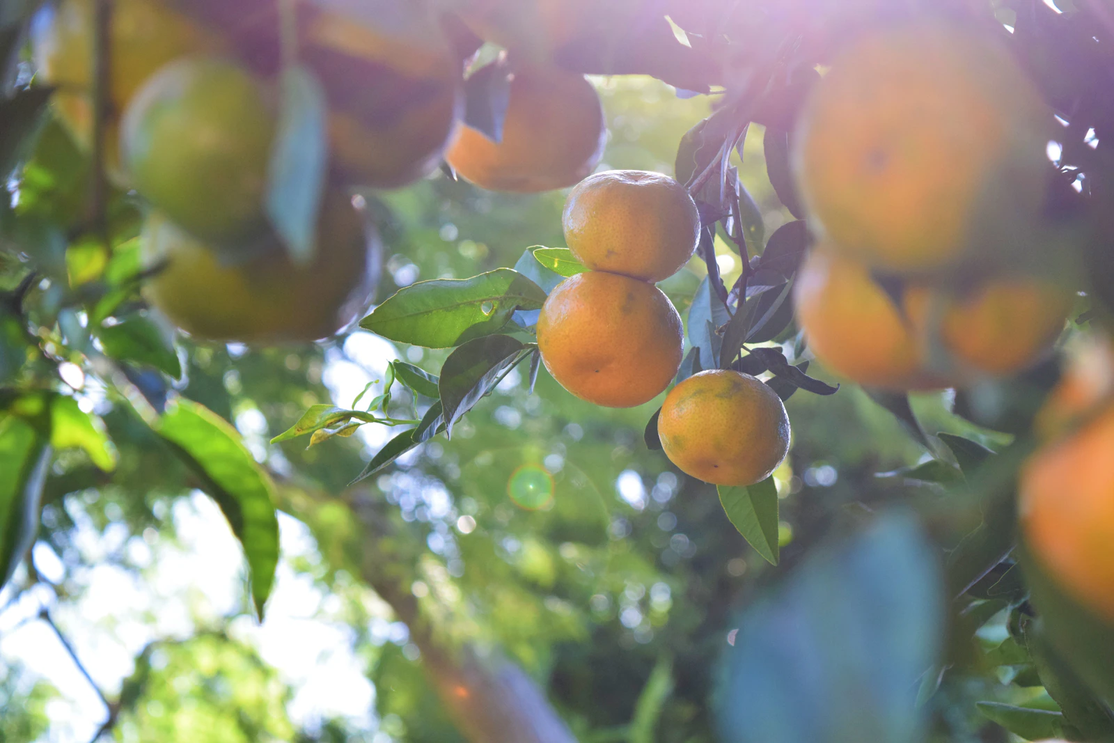 Rows of well-kept fruit trees across a plantation block