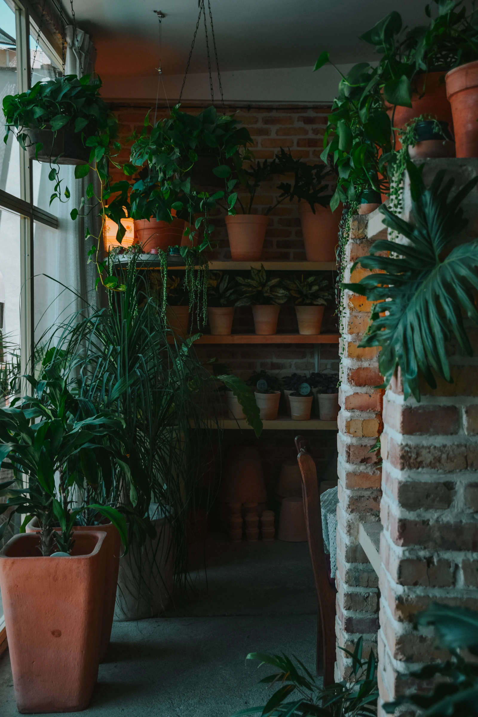 Interior aisle of a production greenhouse lined with growing crops (portrait)