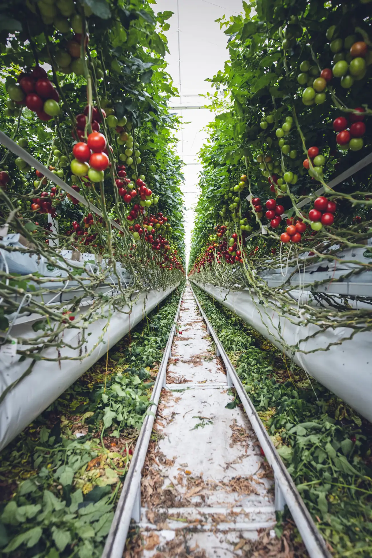 Densely planted greenhouse rows under a translucent roof (portrait)