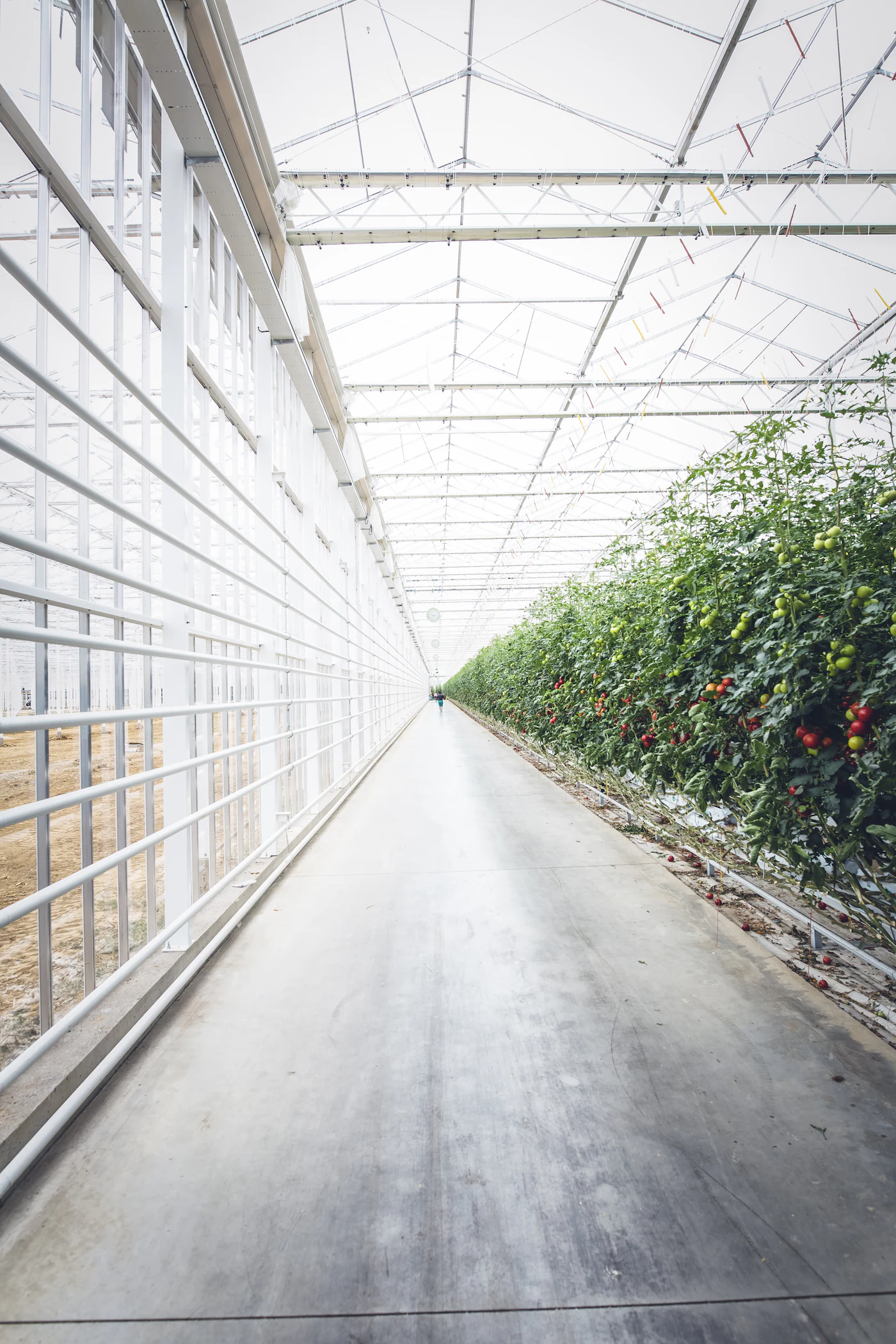 Young seedlings raised in trays inside a controlled greenhouse (portrait)