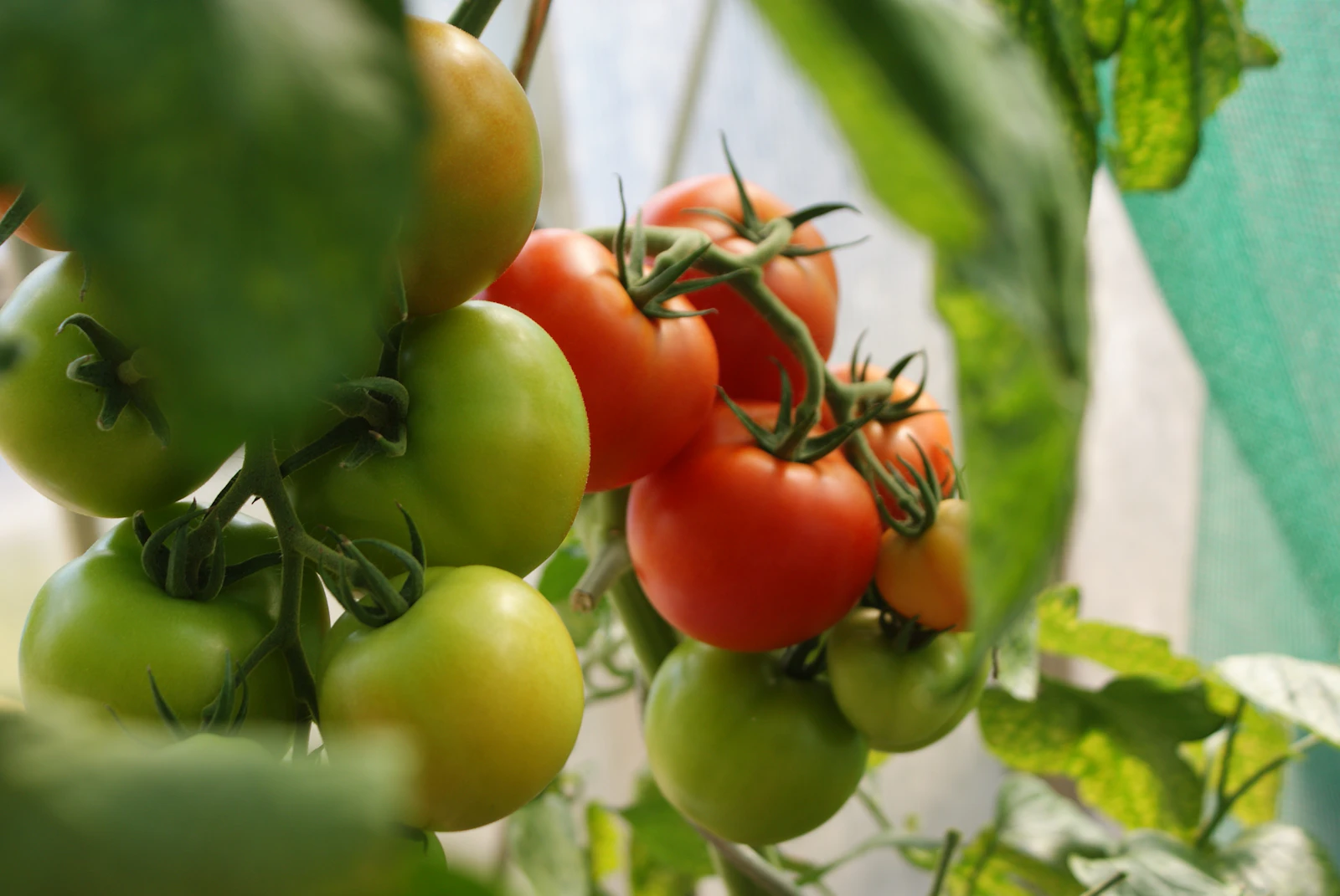 Vine tomatoes ripening on trained plants inside a greenhouse