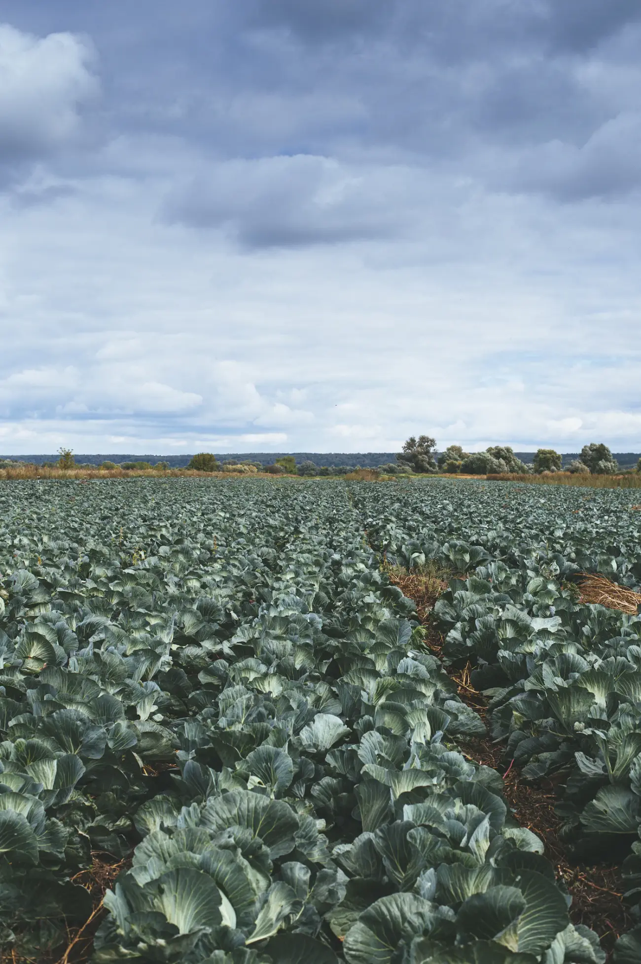 Cultivated rows of vegetables on a commercial market-garden farm (portrait)