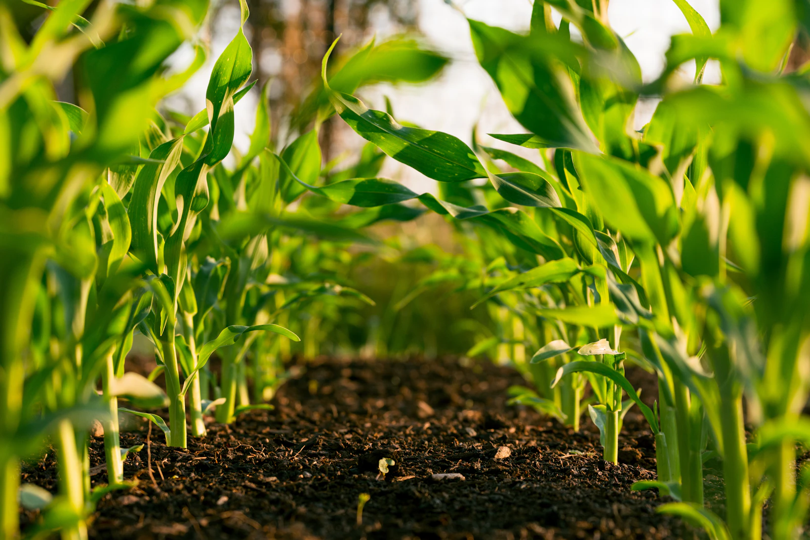 Tending leafy vegetable rows by hand in the field