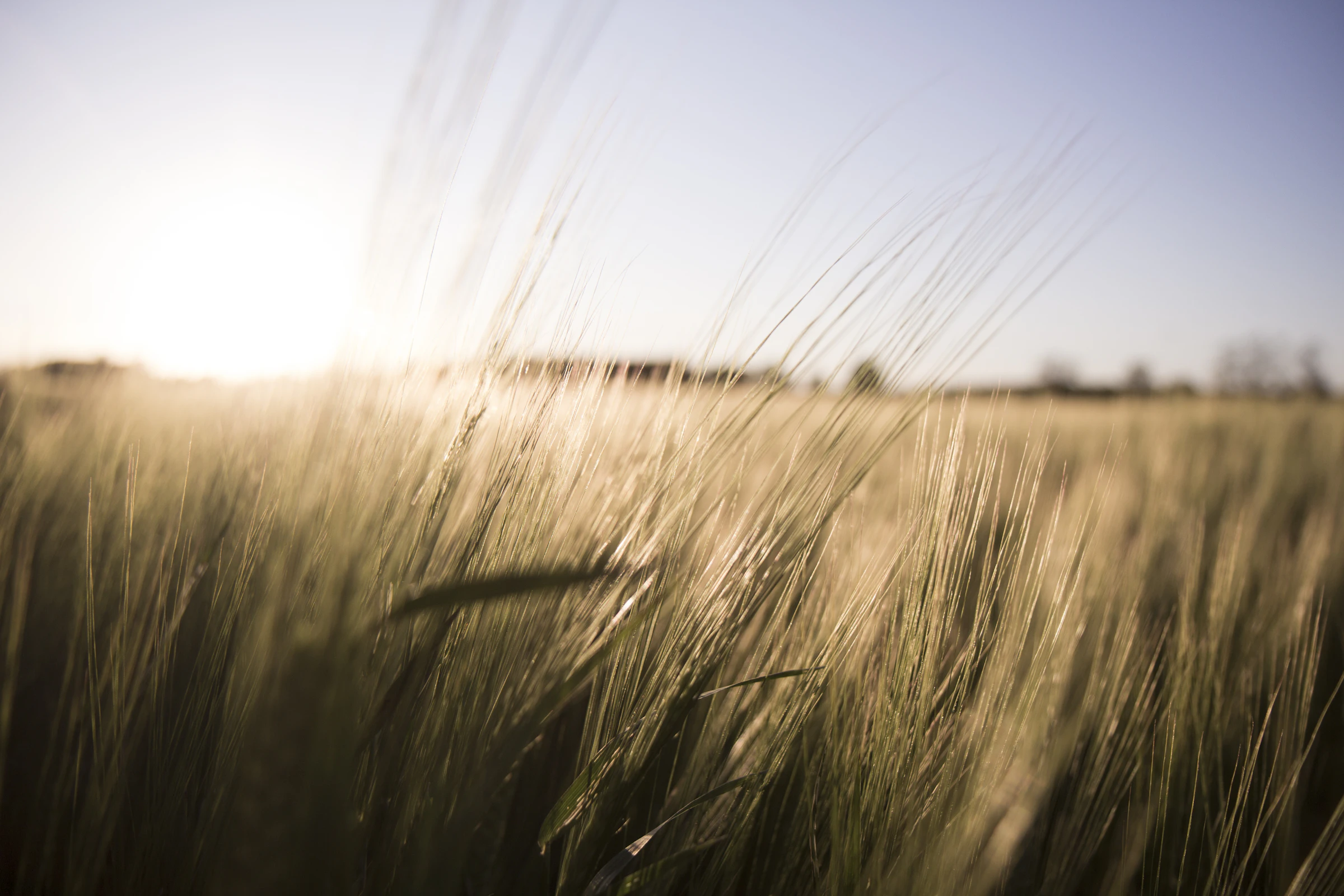 Ripening wheat heads backlit by a low golden-hour sun across an open field
