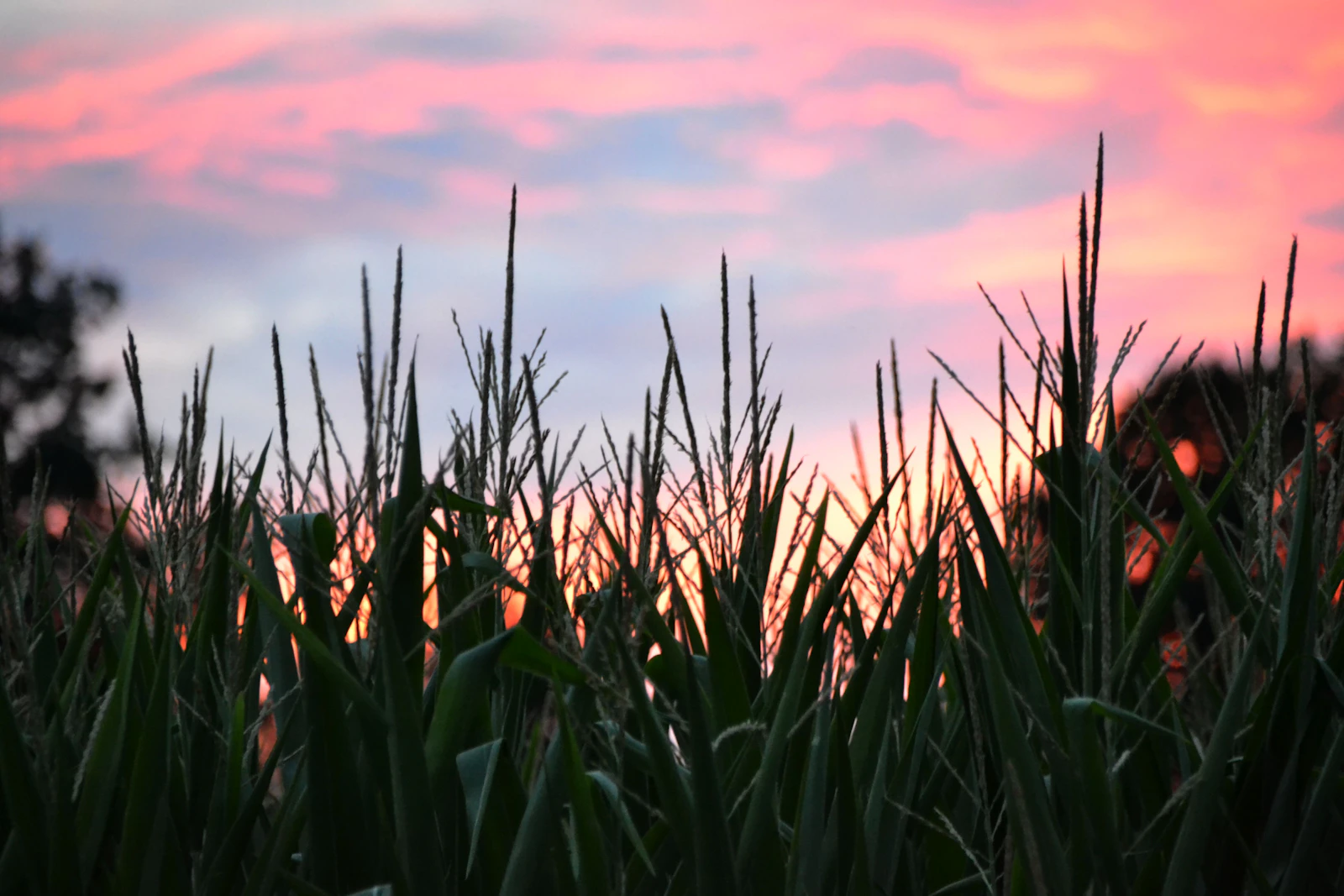 Maize plants growing in neat rows across a broad-acre field