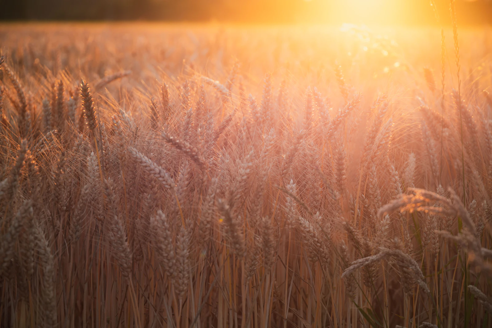 Golden wheat field ready for harvest under a clear sky