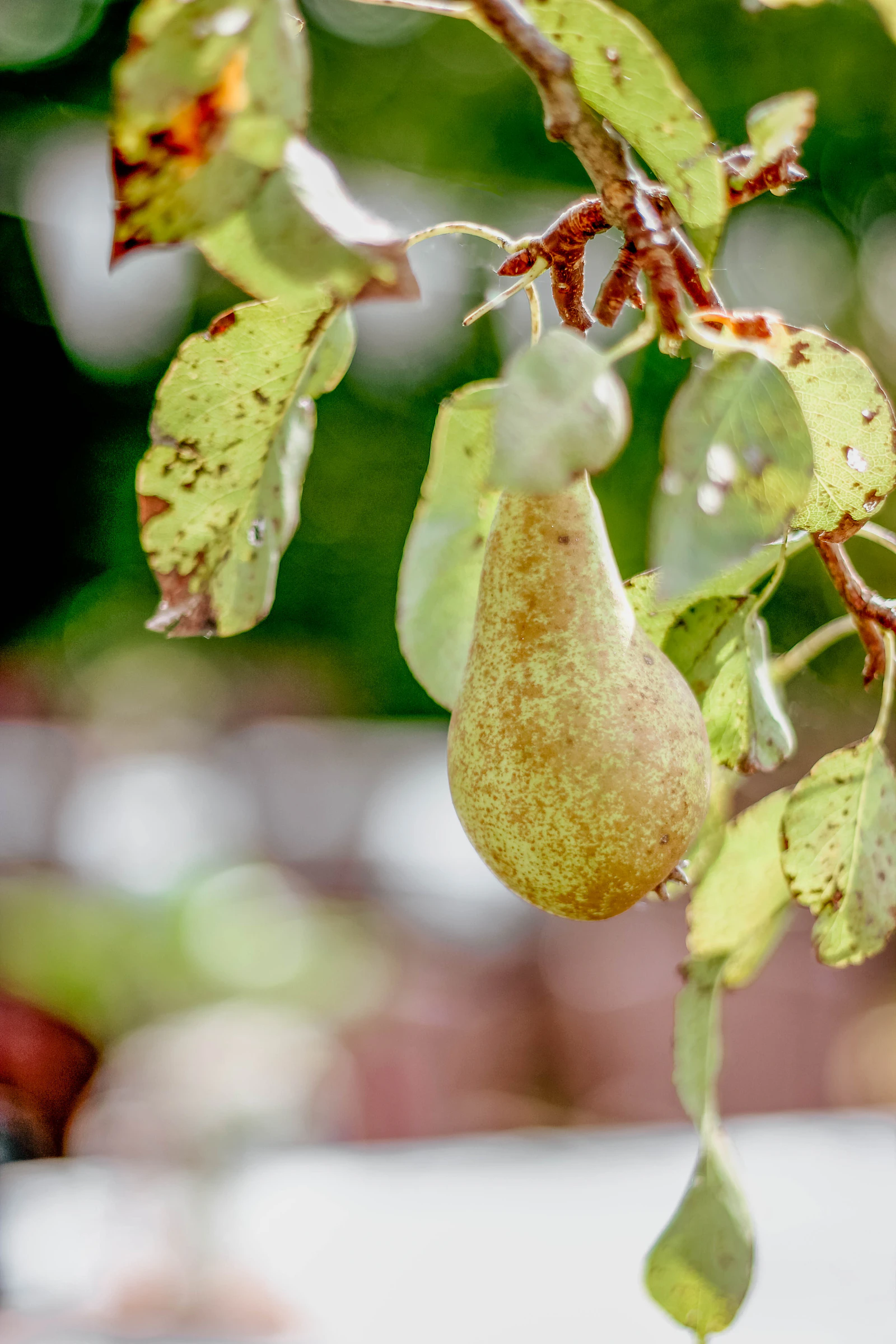 Ripe apples hanging on laden branches in an orchard