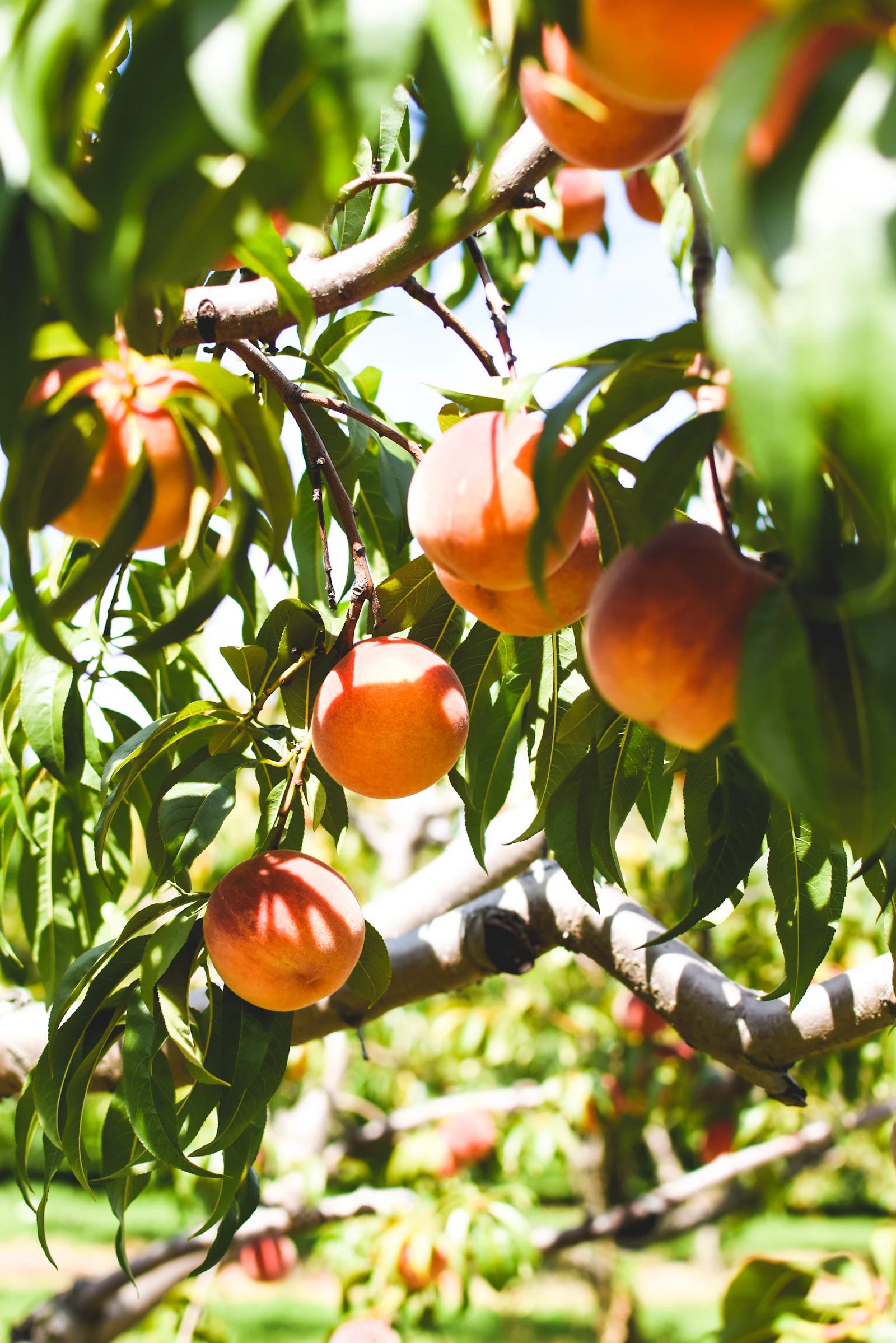 Ordered rows of fruit trees receding through a managed orchard