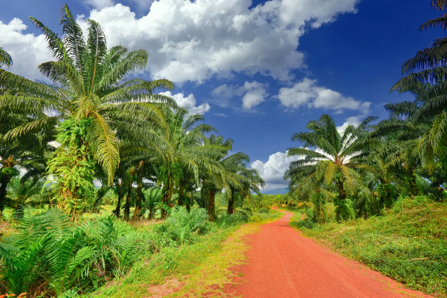 Oil-palm plantation with mature fronds under tropical daylight