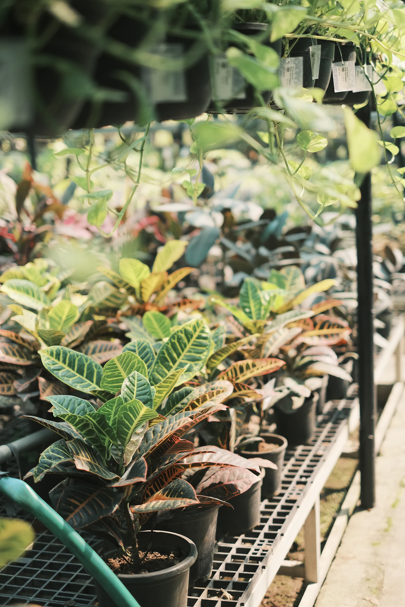 Young plants and seedling trays arranged across a plant nursery