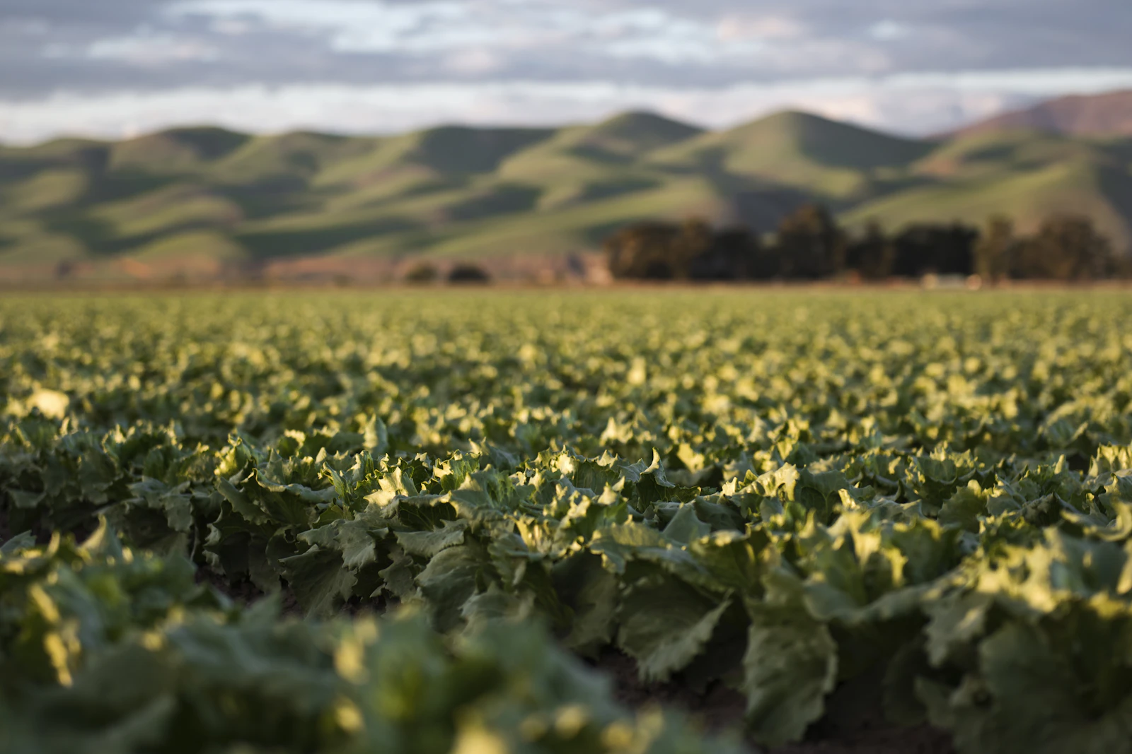 Rows of young vegetable crops in dark, well-worked soil