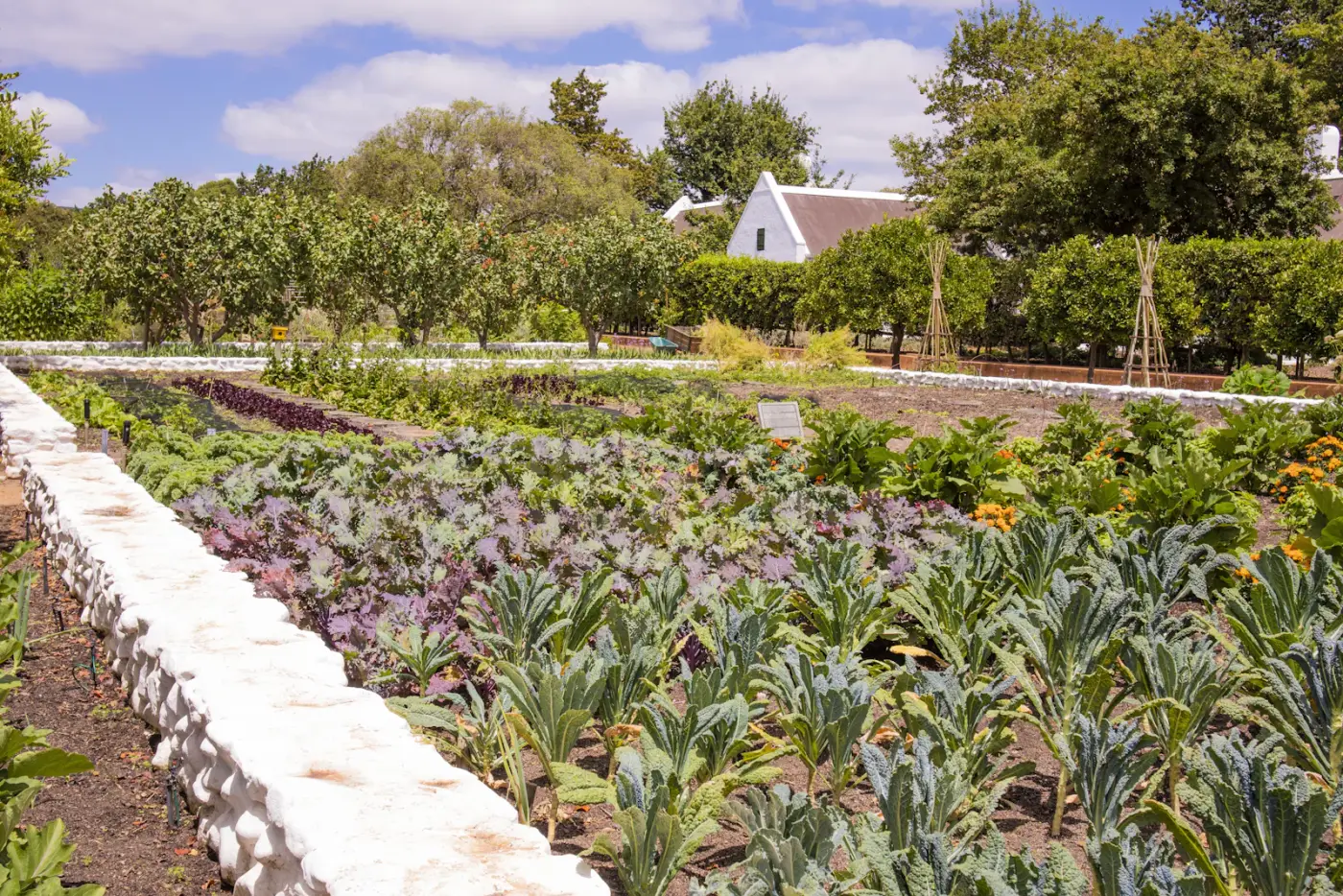 Long cultivated rows of leafy vegetables on an open-field market farm