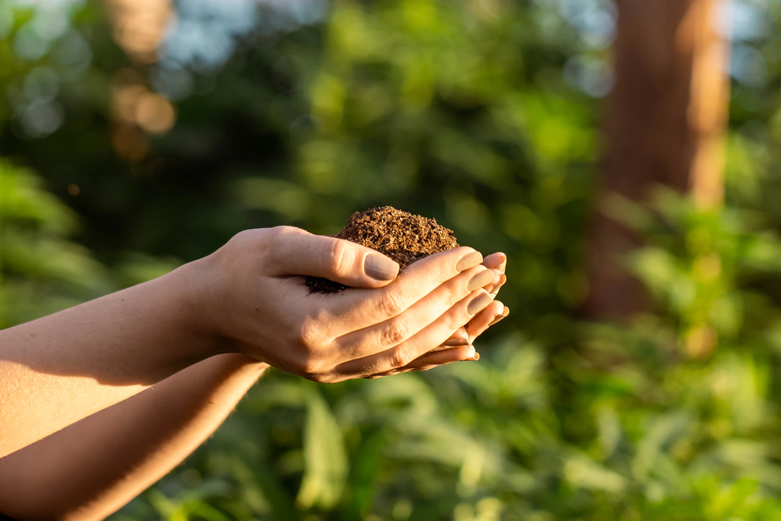Cupped hands holding a mound of rich dark soil in warm backlight