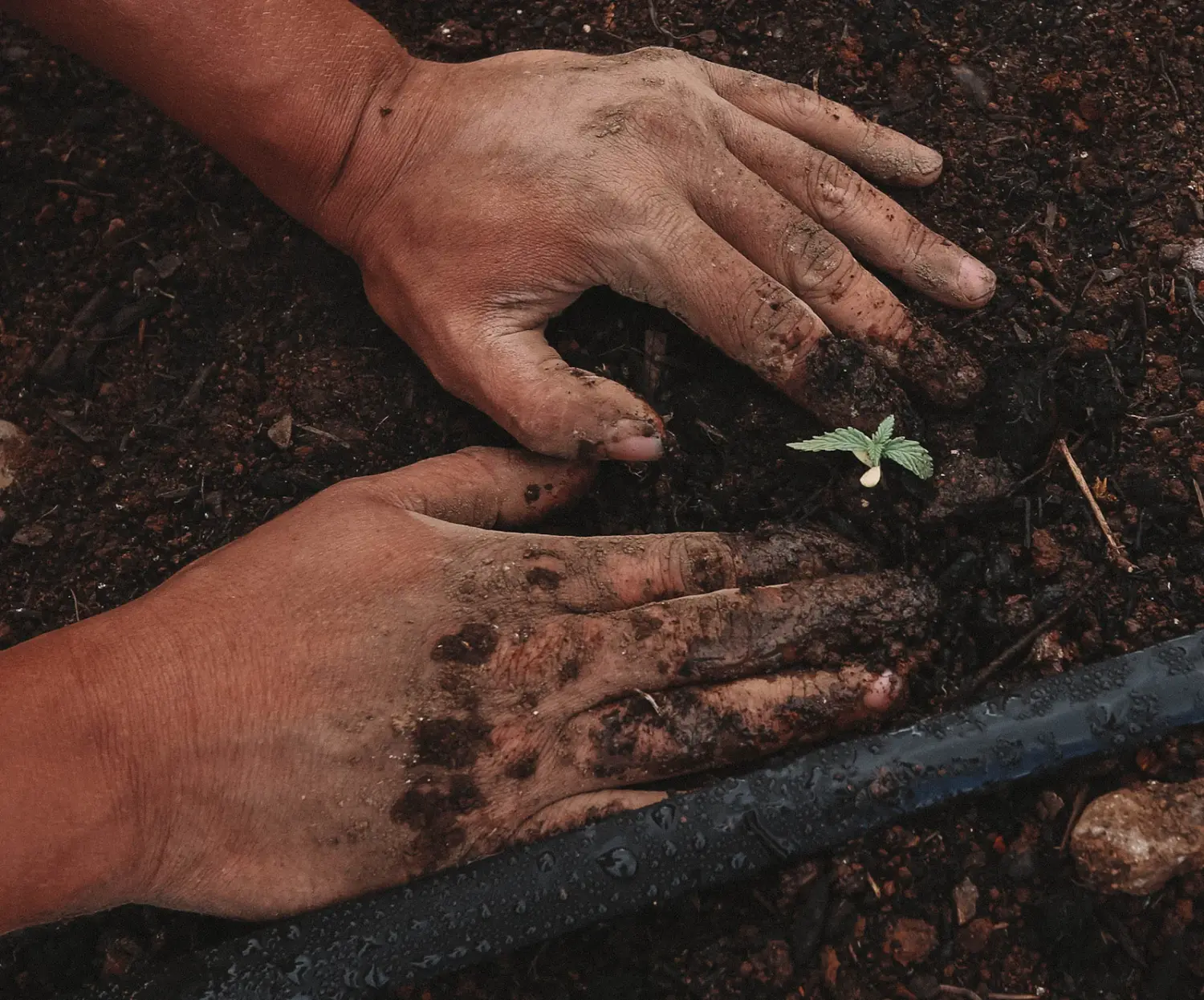Hands working fertile soil at ground level in soft daylight