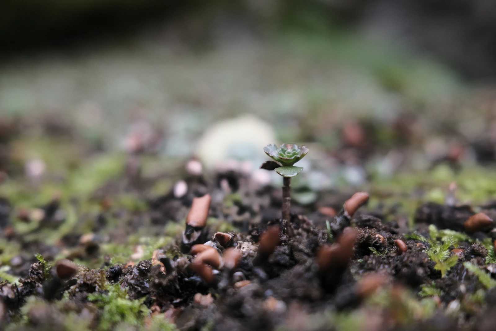 Macro texture of dark organic soil granules